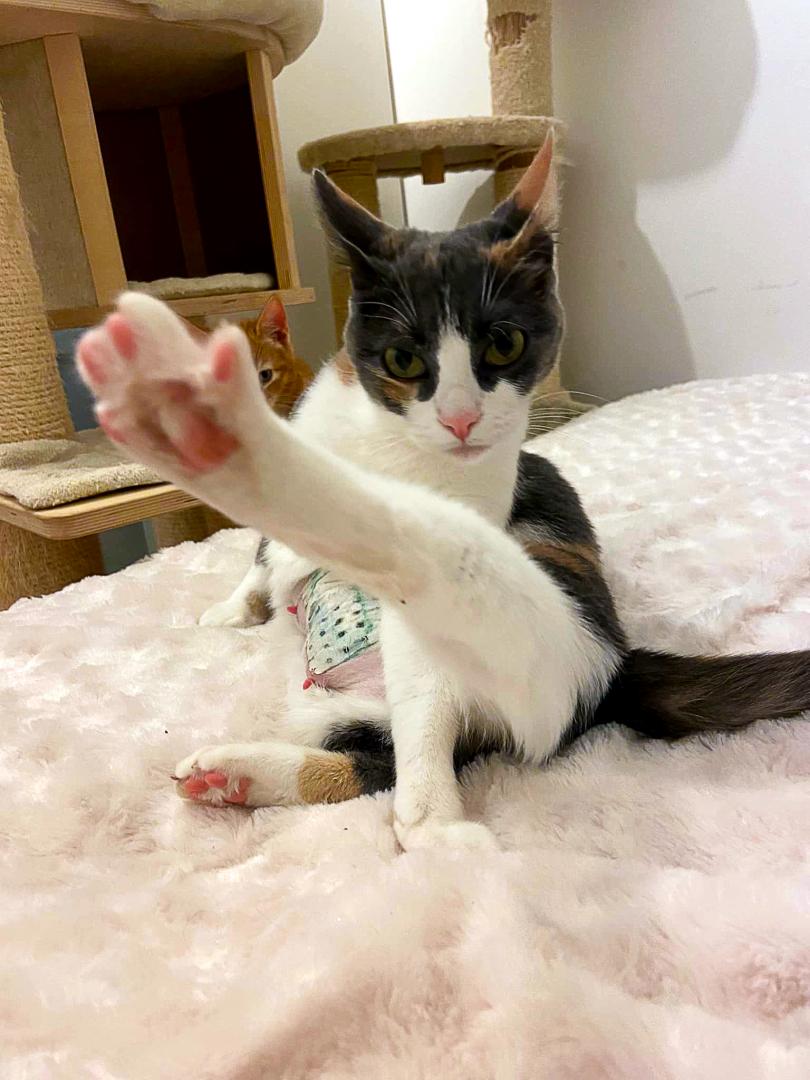 A L Adoption Yerres 91 Le Regroupement Des Chats Perdus