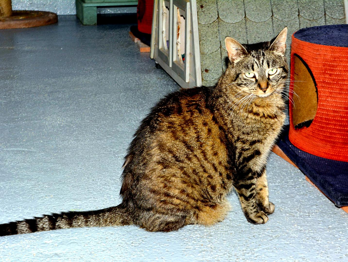 Parrainage Yerres 91 Le Regroupement Des Chats Perdus Parrainage Yerres 91 Le Regroupement Des Chats Perdus